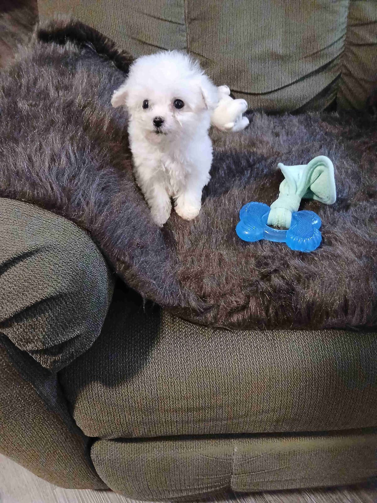 Bichon Frise Puppies breeder image 10