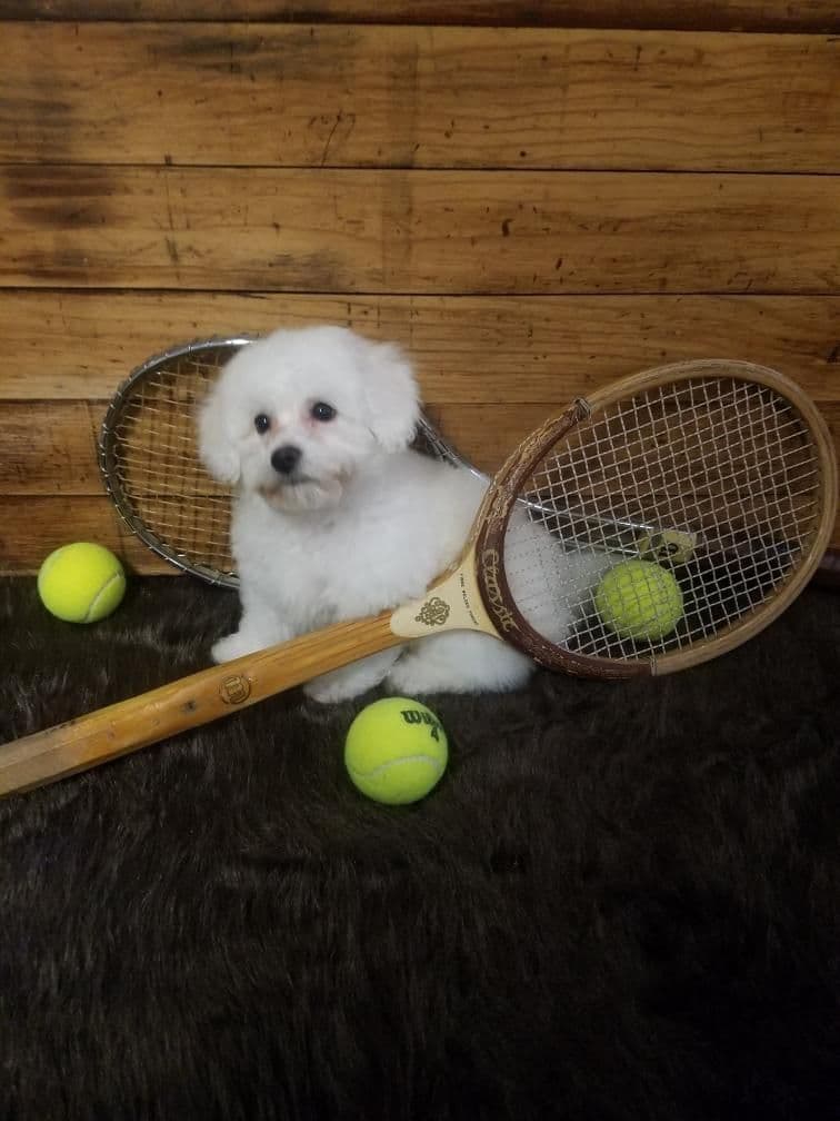 Bichon Frise Puppies breeder image 12