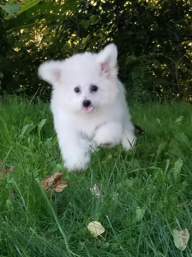 Bichon Frise Puppies breeder image 13