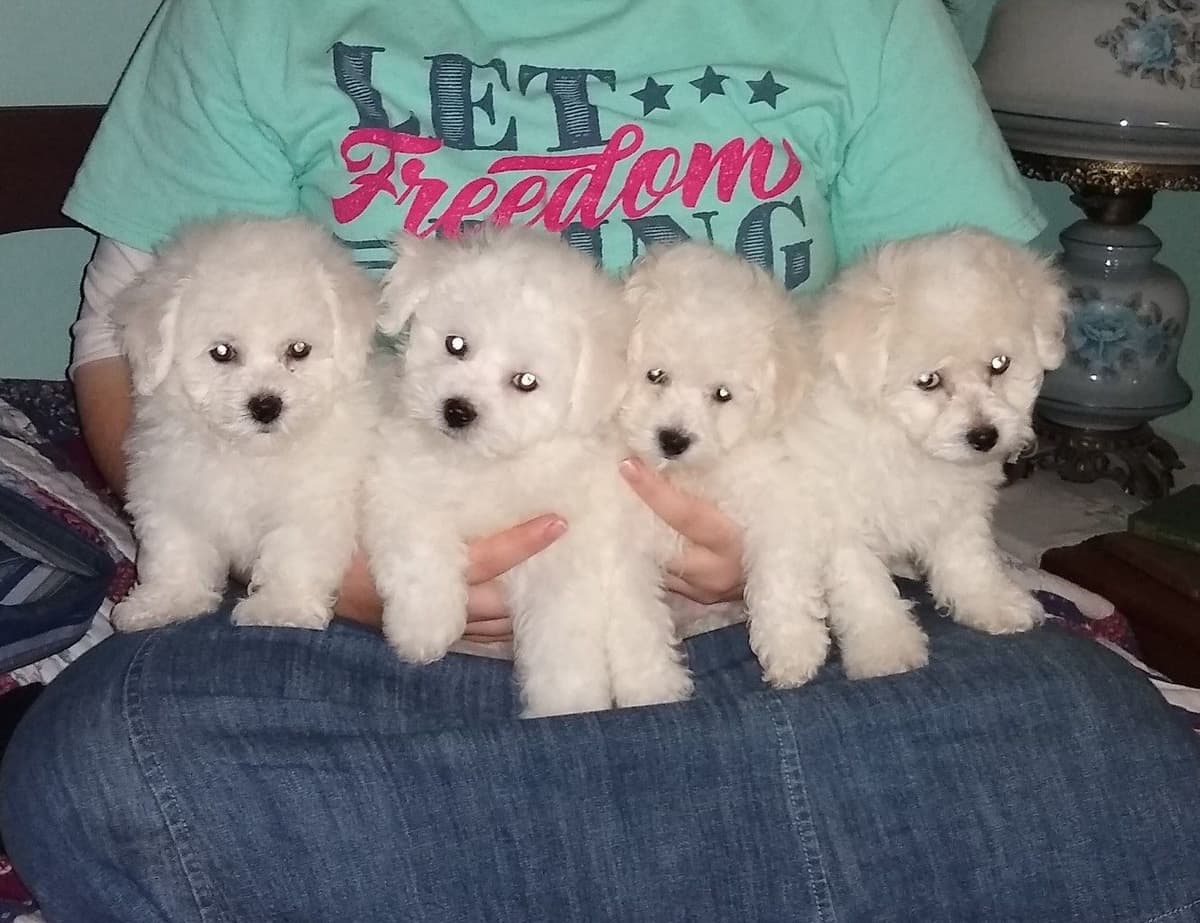 Bichon Frise Puppies breeder image 15