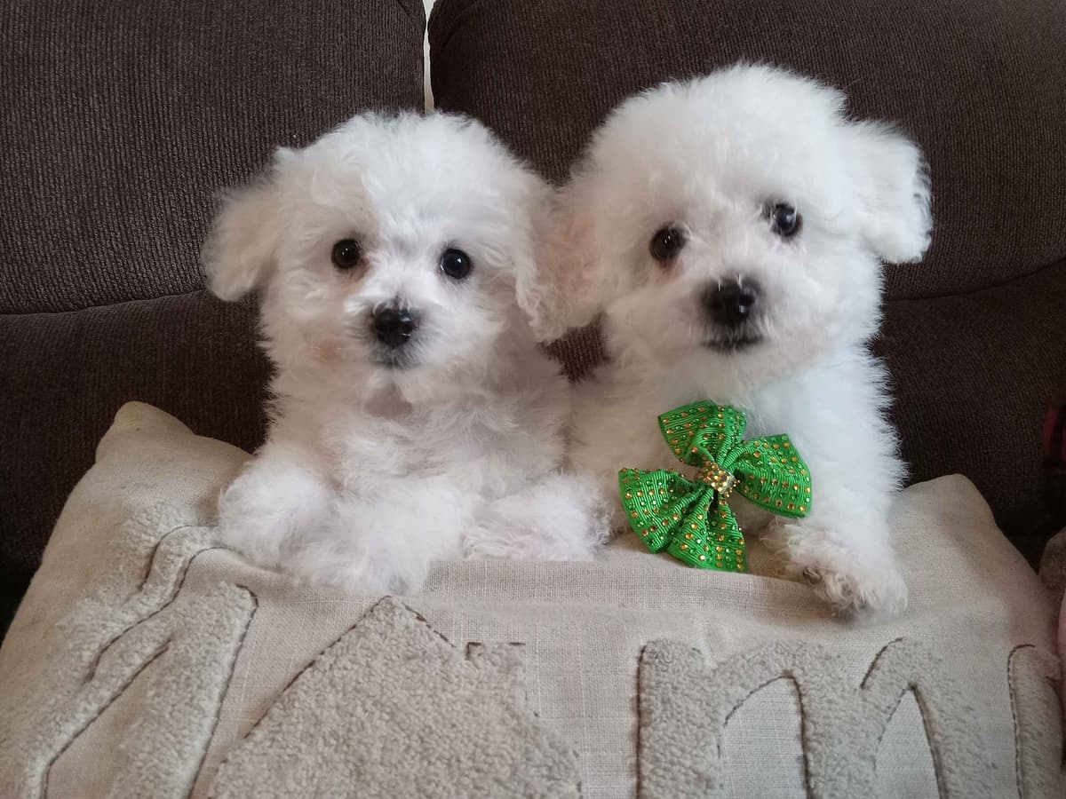 Bichon Frise Puppies breeder image 16