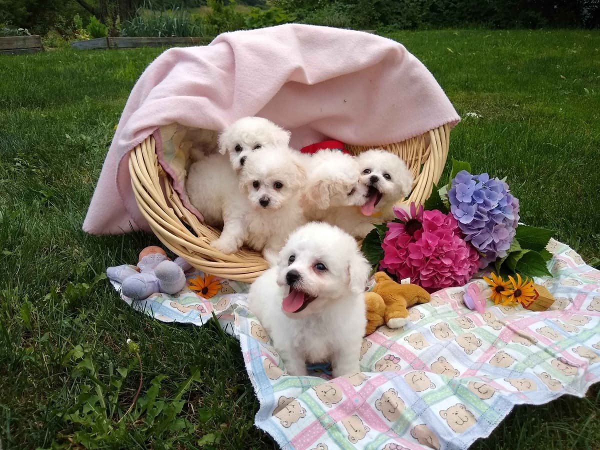 Bichon Frise Puppies breeder image 18