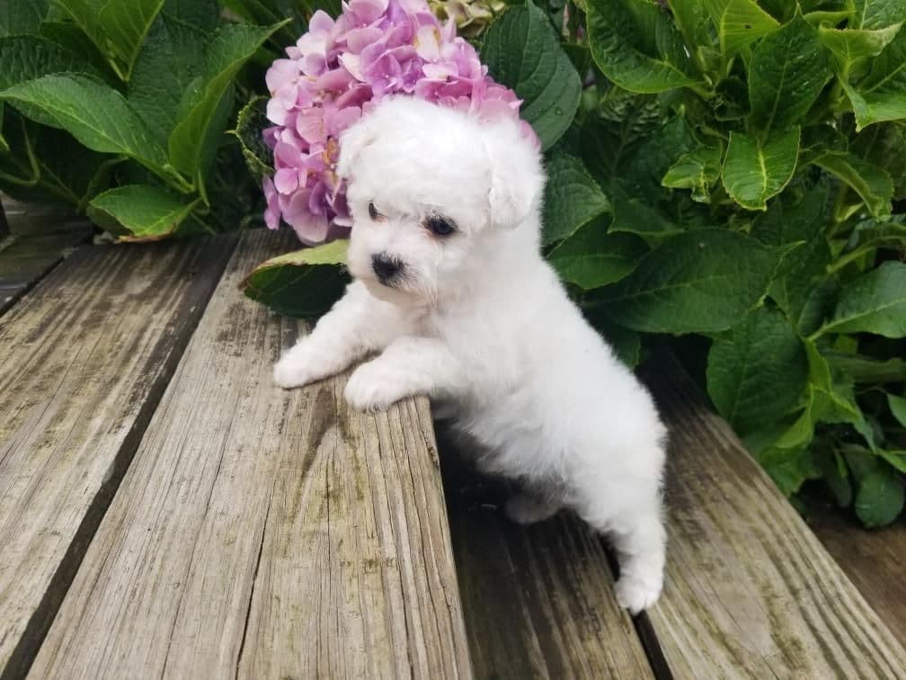 Bichon Frise Puppies breeder image 19