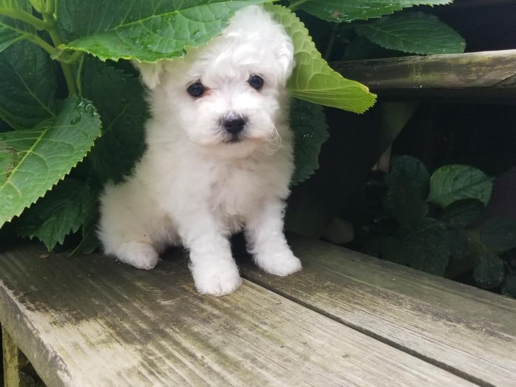 Bichon Frise Puppies breeder image 20