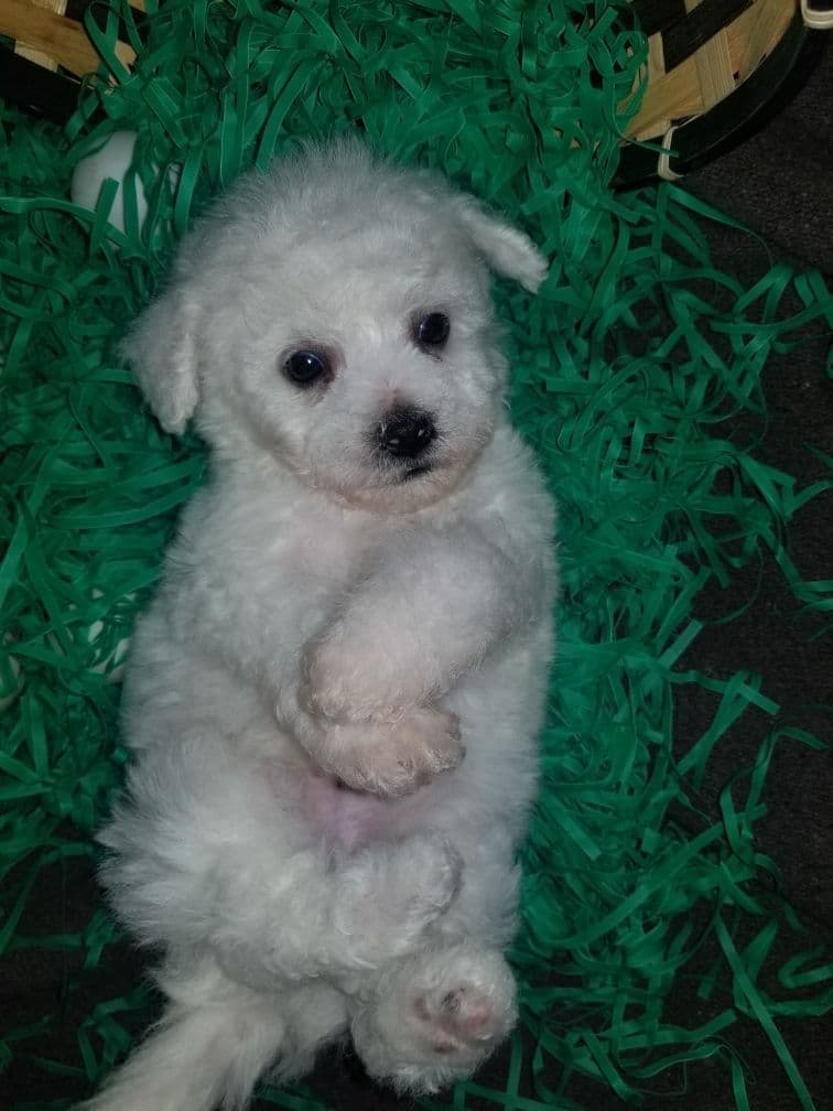 Bichon Frise Puppies breeder image 21