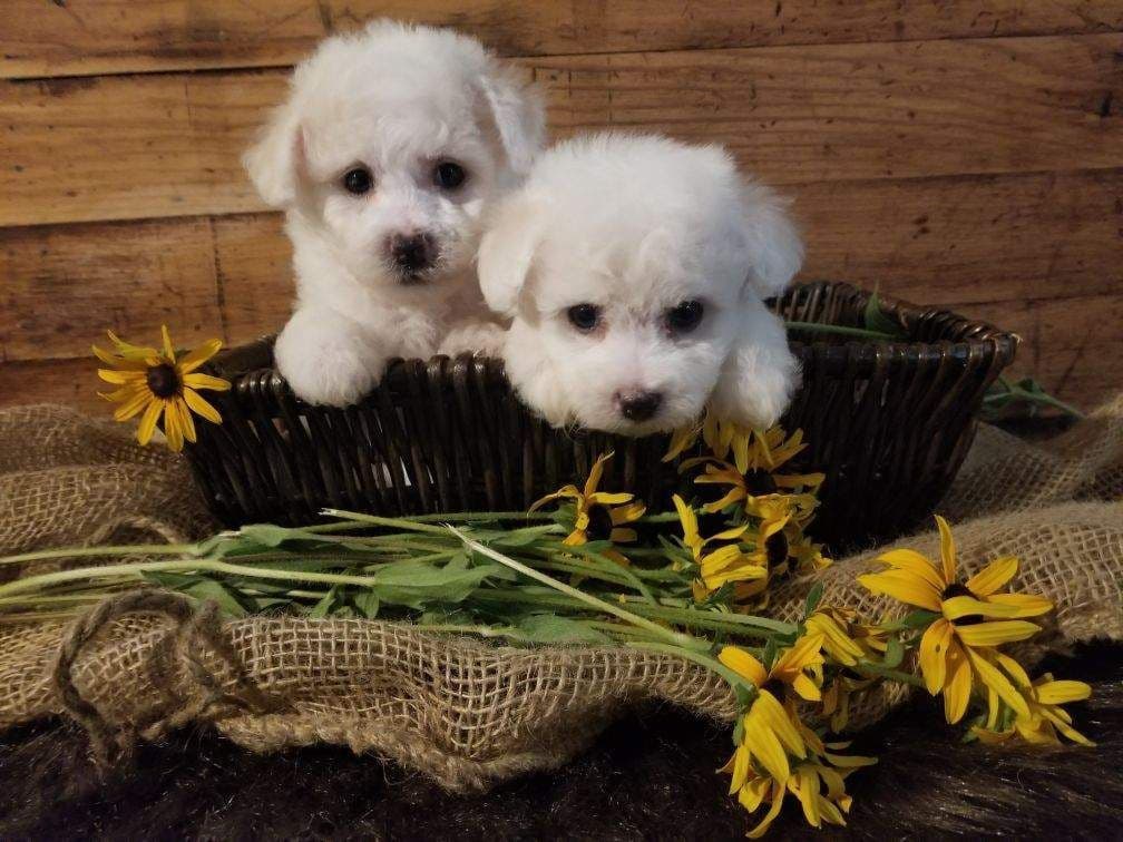 Bichon Frise Puppies breeder image 22