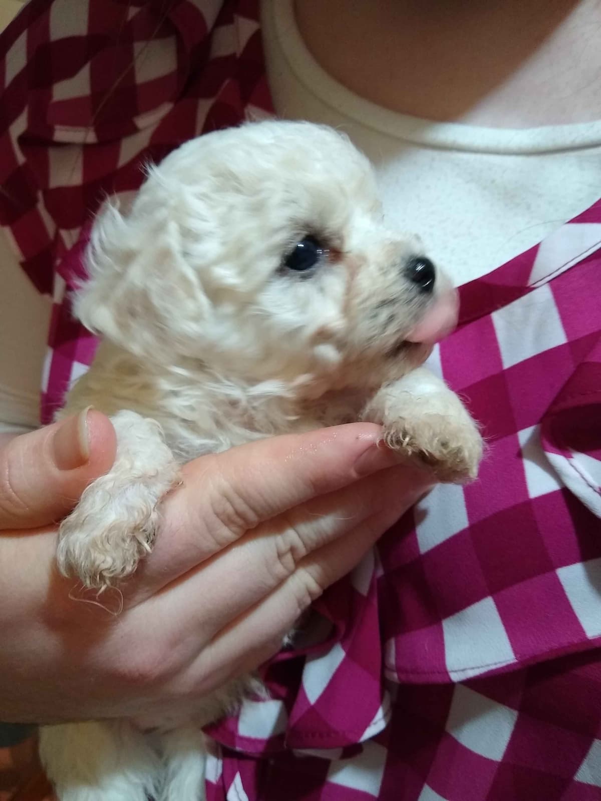 Bichon Frise Puppies breeder image 23