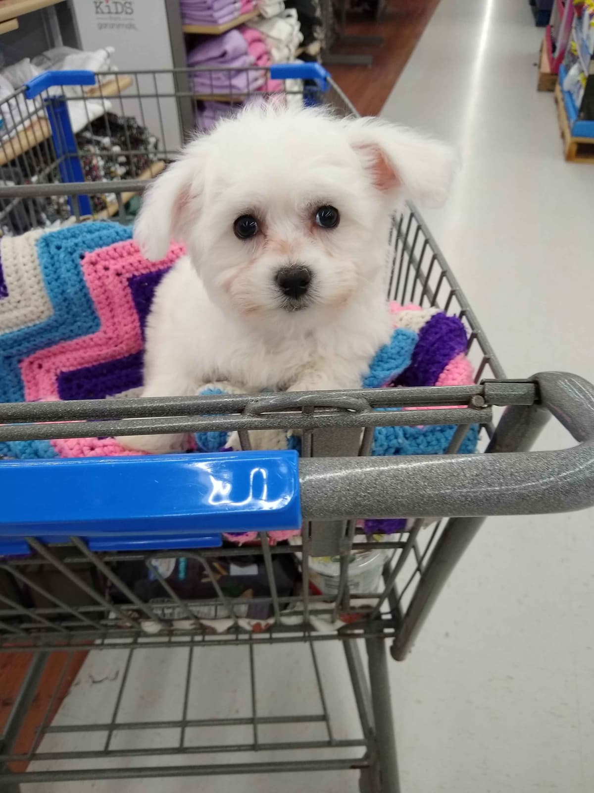 Bichon Frise Puppies breeder image 24