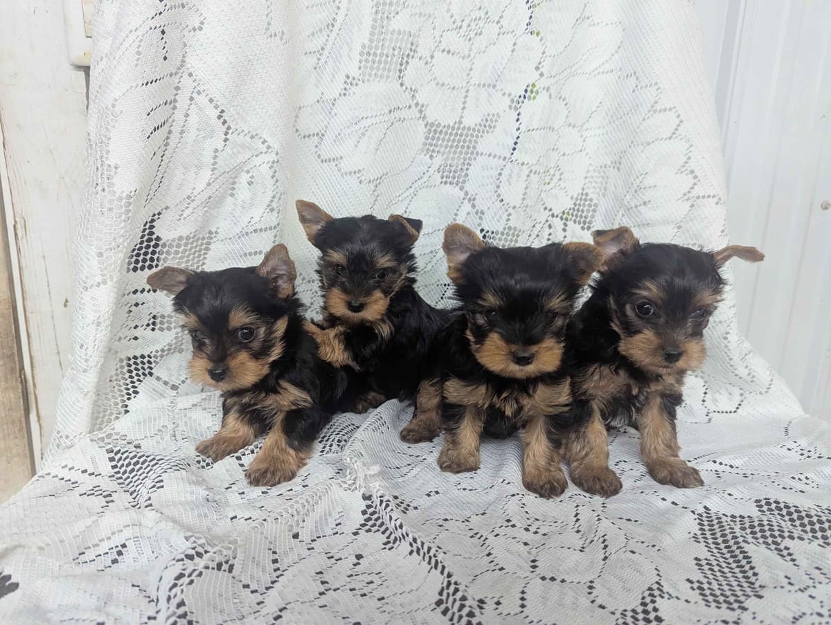 Yorkshire Terrier Puppies breeder image 1