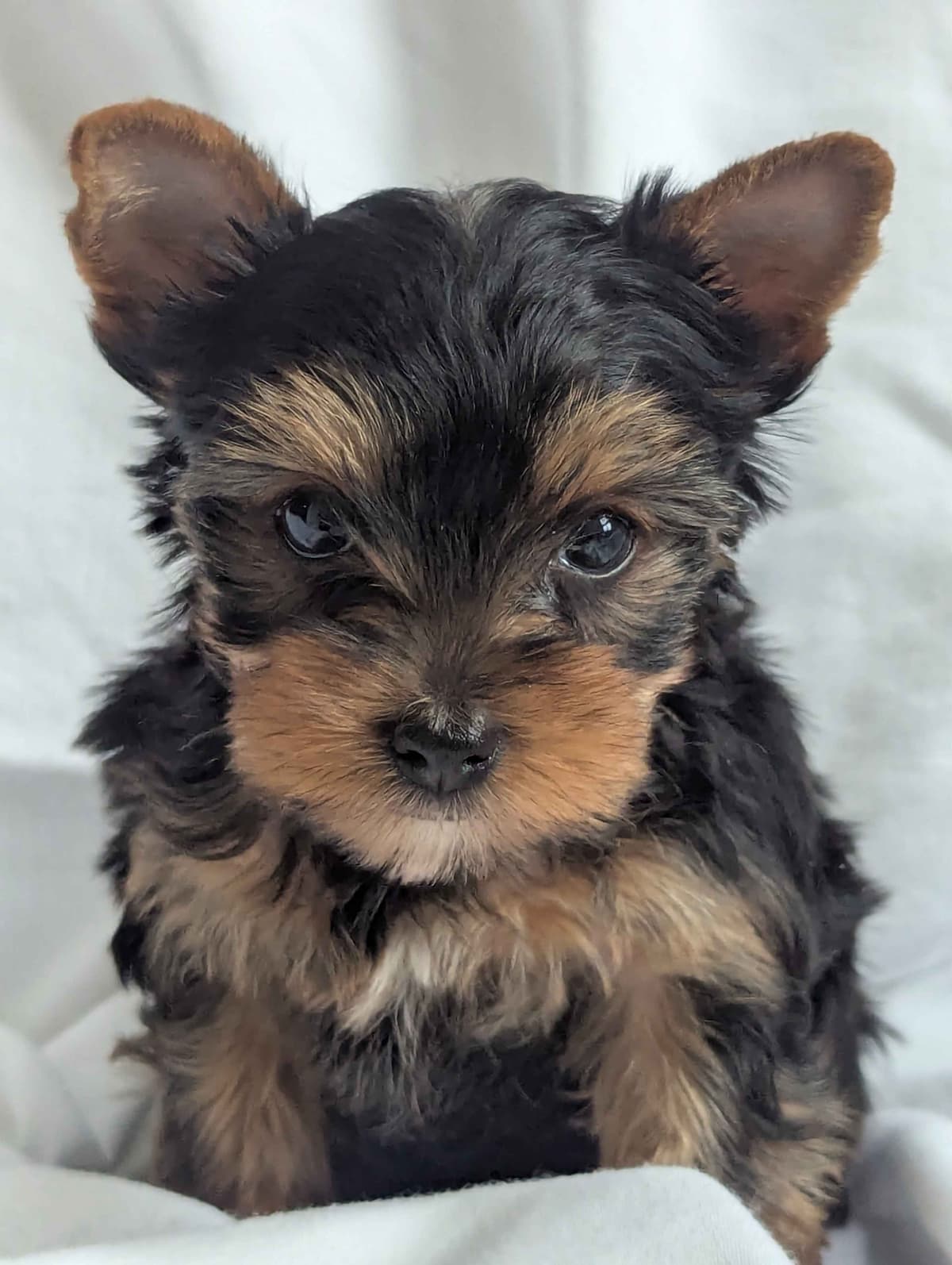 Yorkshire Terrier Puppies breeder image 2