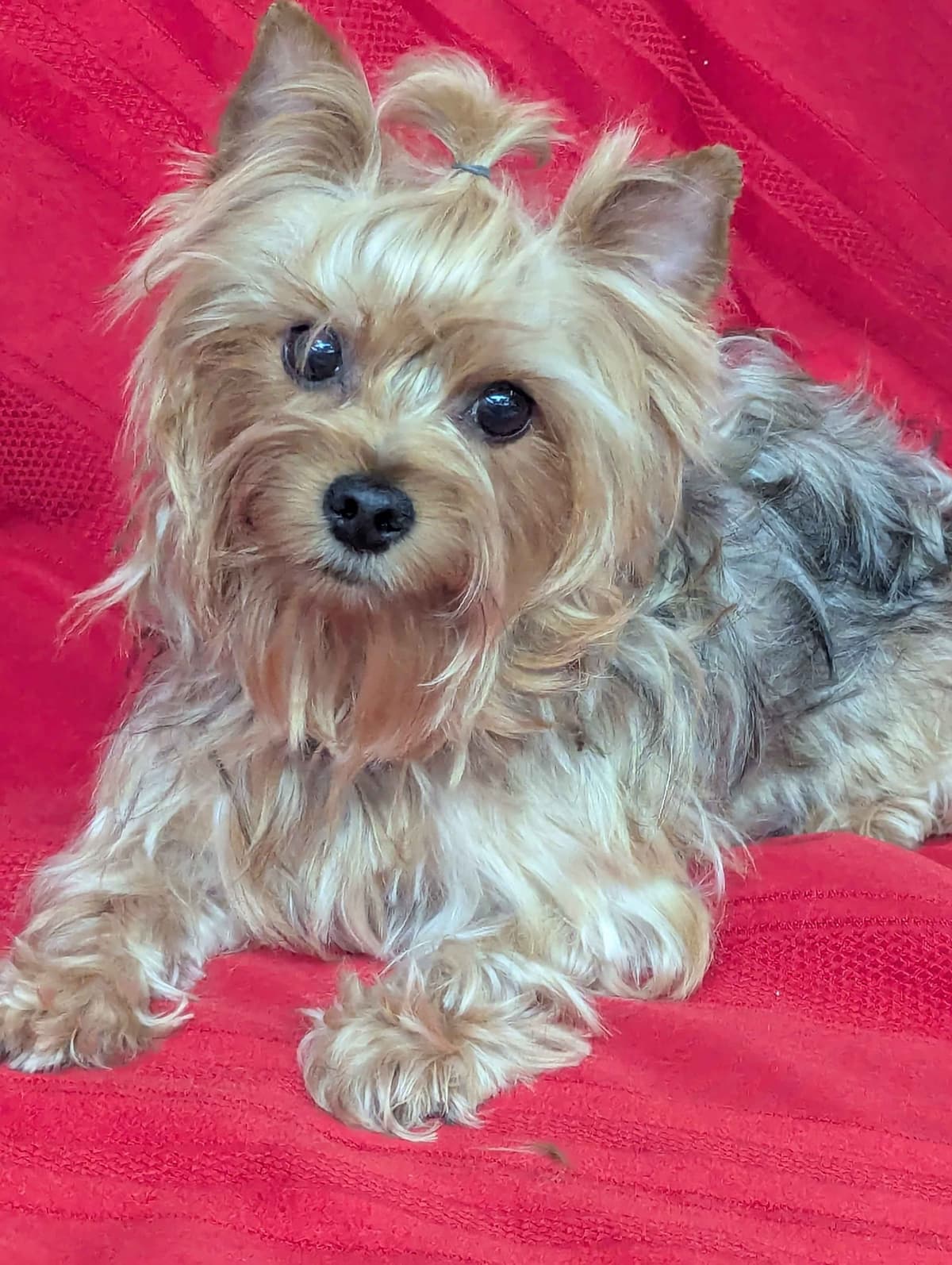 Yorkshire Terrier Puppies breeder image 3