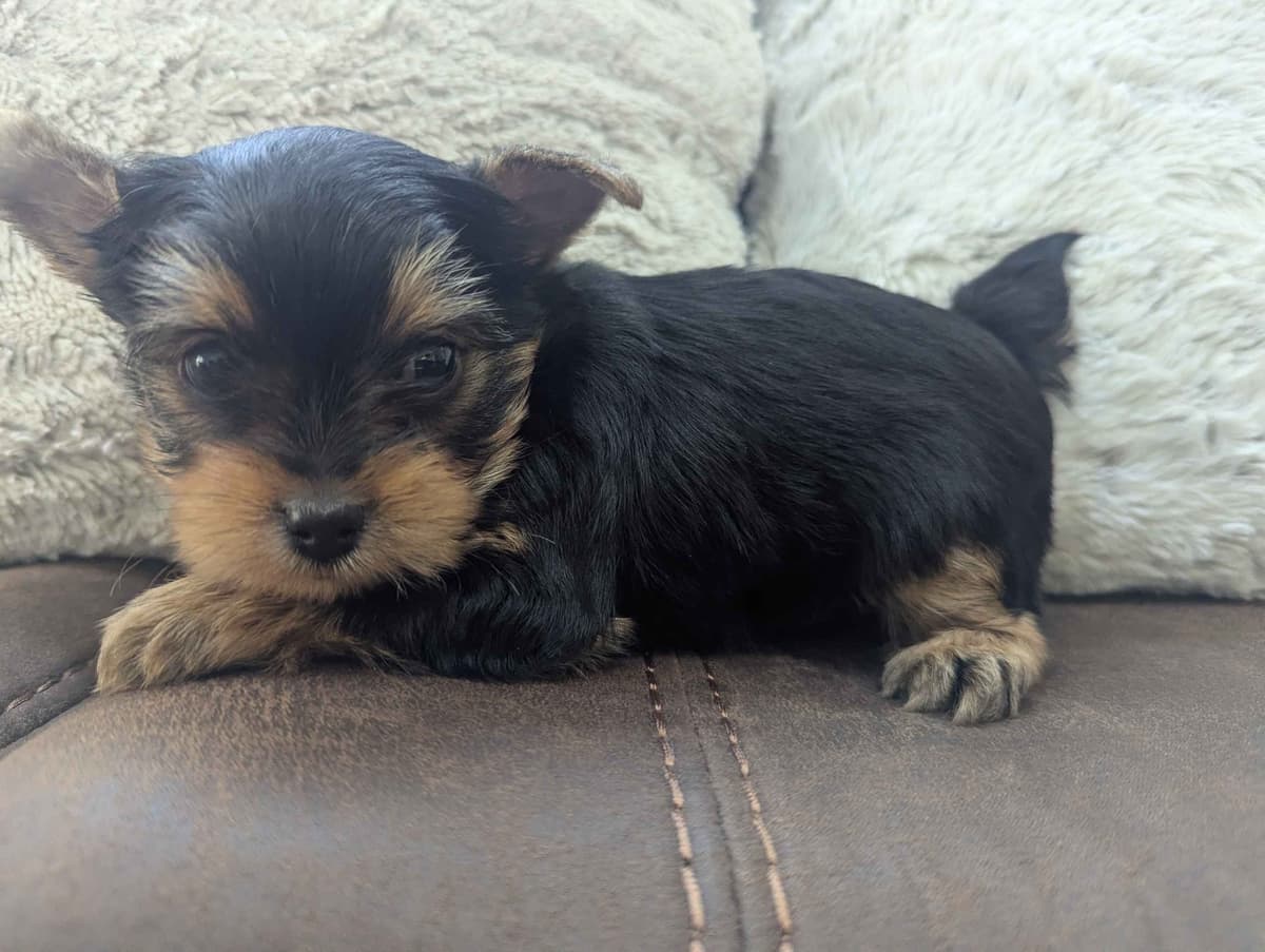 Yorkshire Terrier Puppies breeder image 5