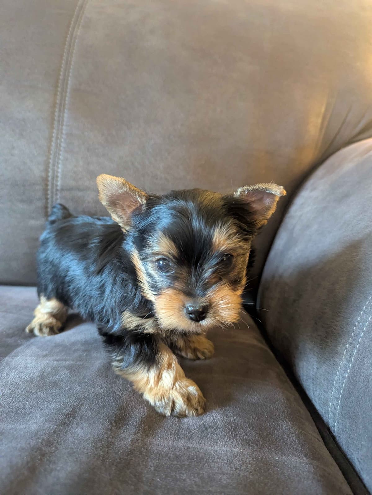 Yorkshire Terrier Puppies breeder image 6