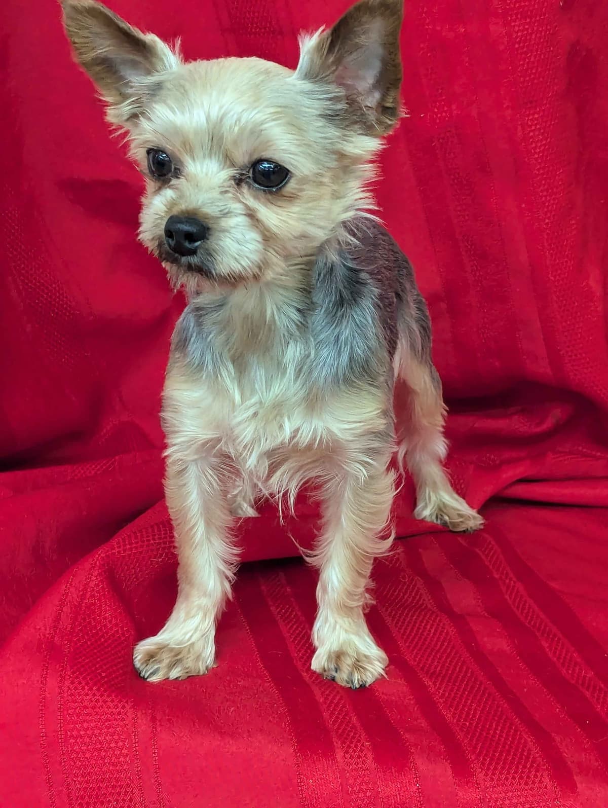Yorkshire Terrier Puppies breeder image 7