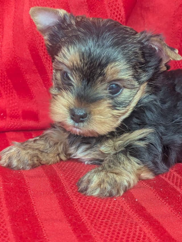 Yorkshire Terrier Puppies media 2