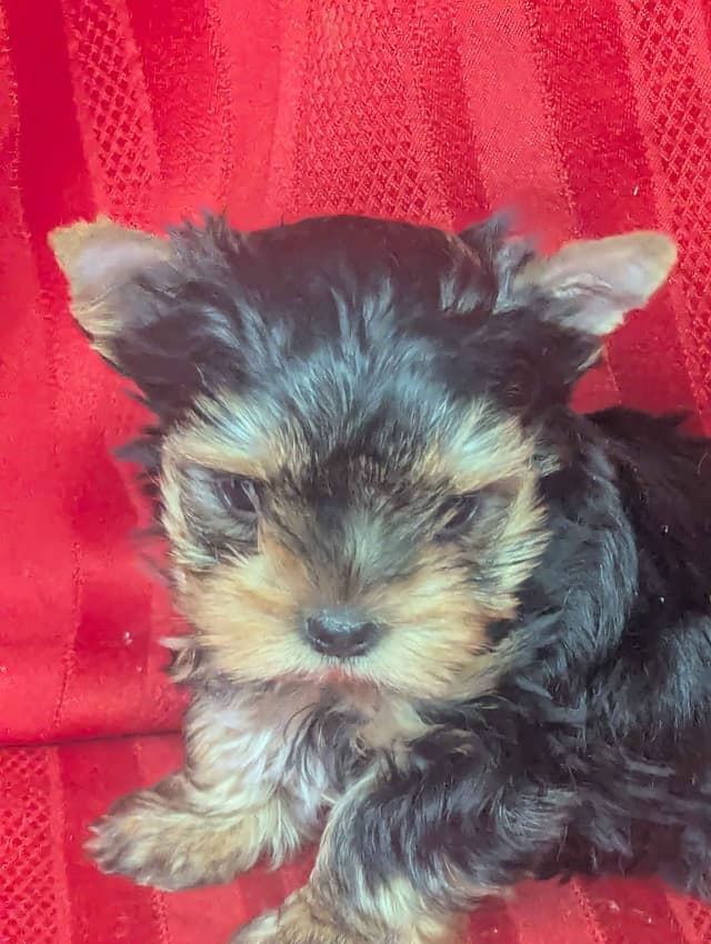 Yorkshire Terrier Puppies media 3