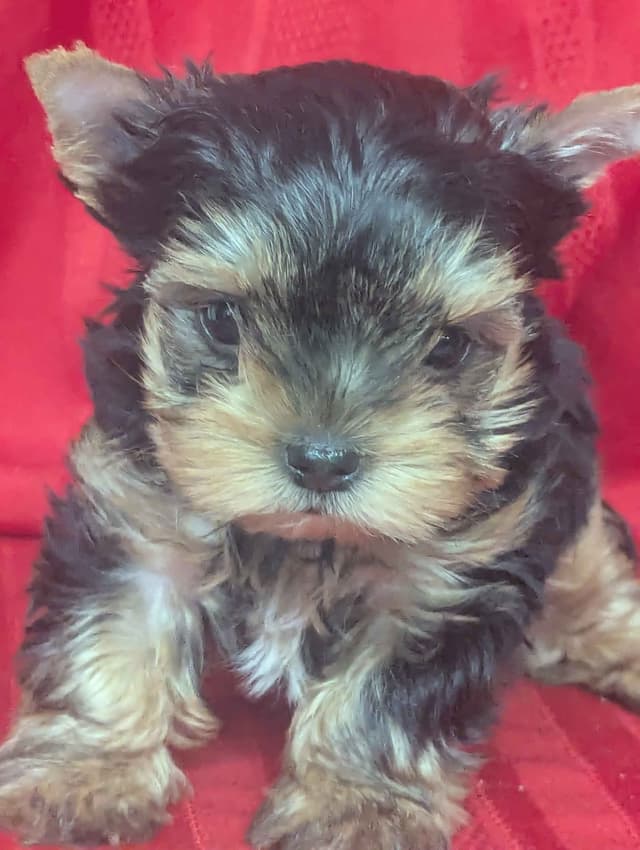 Yorkshire Terrier Puppies media 4