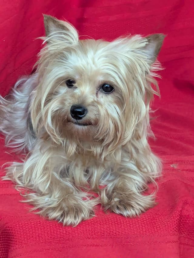 Yorkshire Terrier Puppies media 5