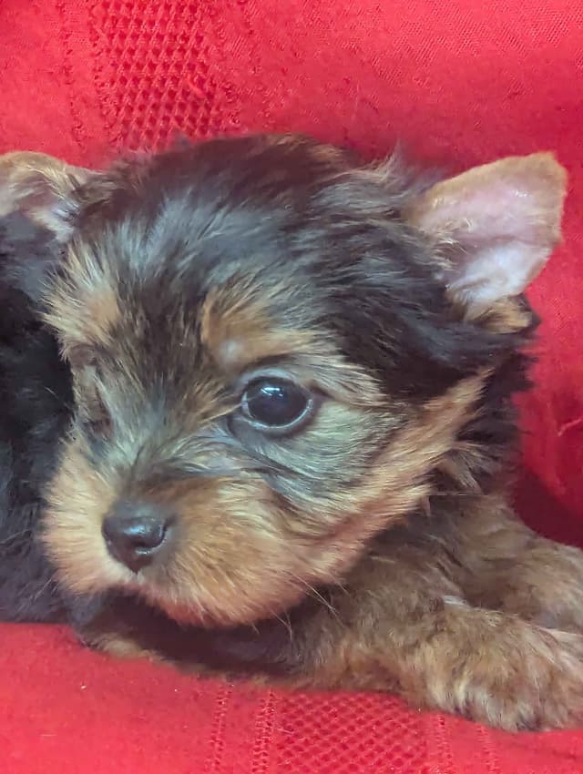 Yorkshire Terrier Puppies media 6