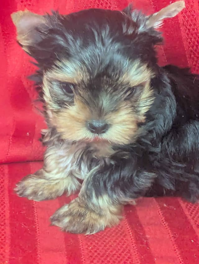 Yorkshire Terrier Puppies media 7