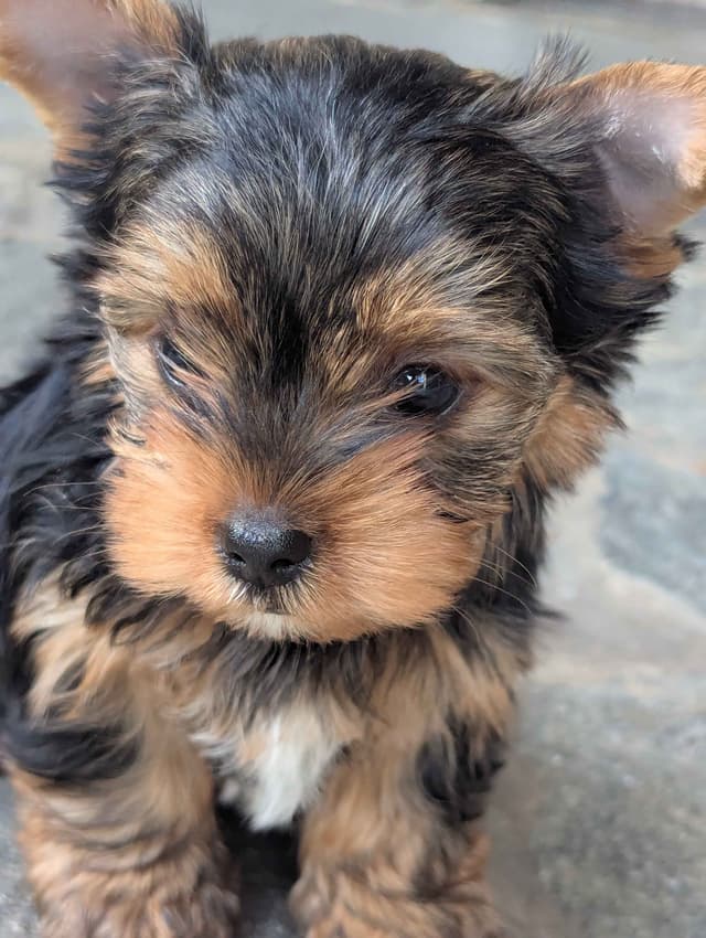 Yorkshire Terrier Puppies media 9