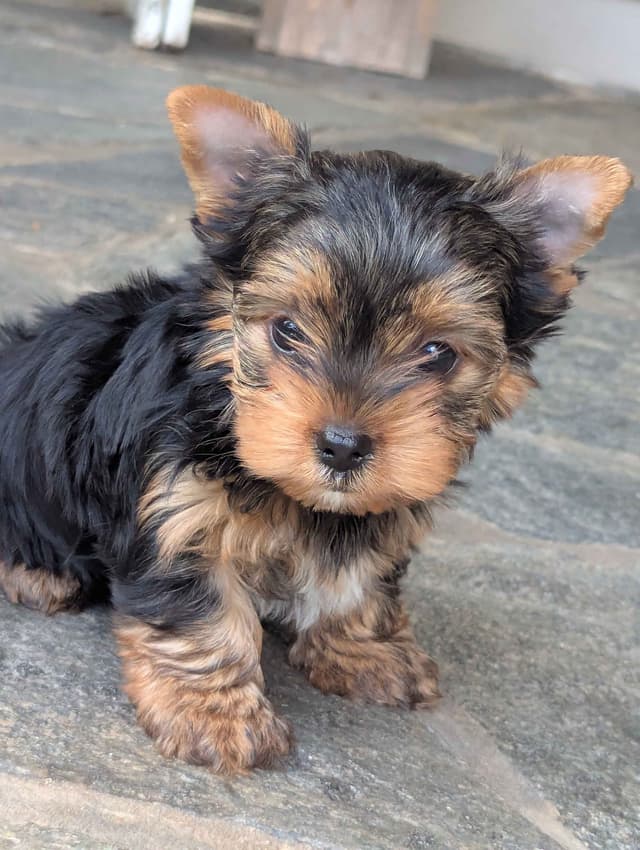 Yorkshire Terrier Puppies media 10