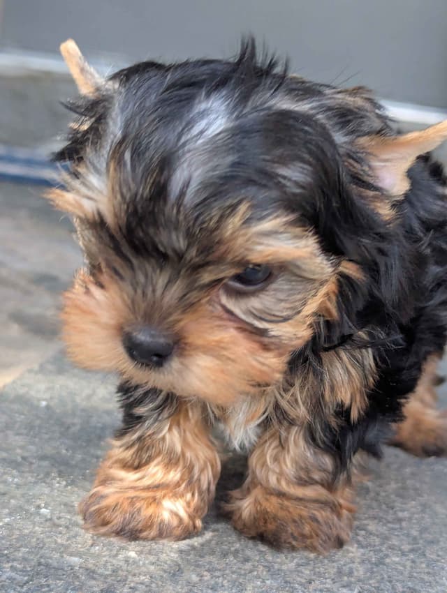 Yorkshire Terrier Puppies media 11