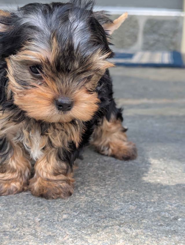 Yorkshire Terrier Puppies media 12