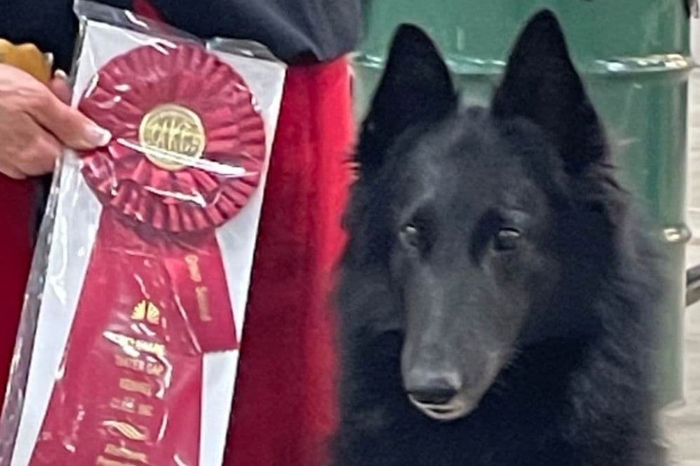 Belgian Sheepdog Puppies breeder image 2