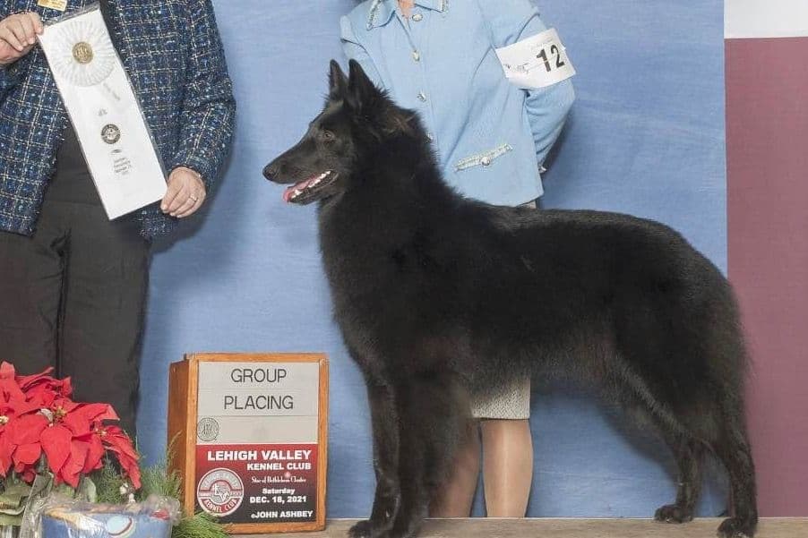 Belgian Sheepdog Puppies breeder image 1