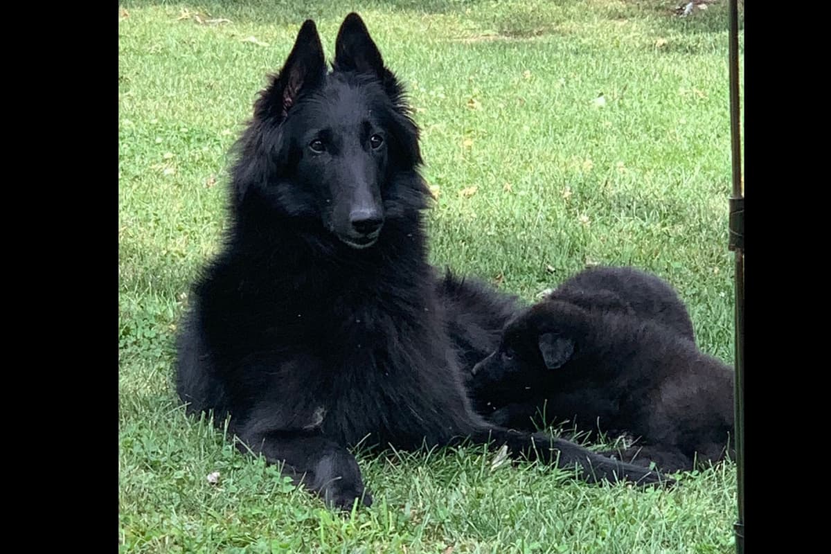 Belgian Sheepdog Puppies breeder image 3