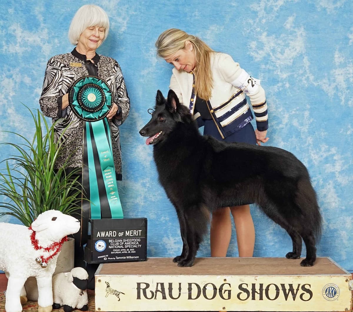 Belgian Sheepdog Puppies breeder image 4