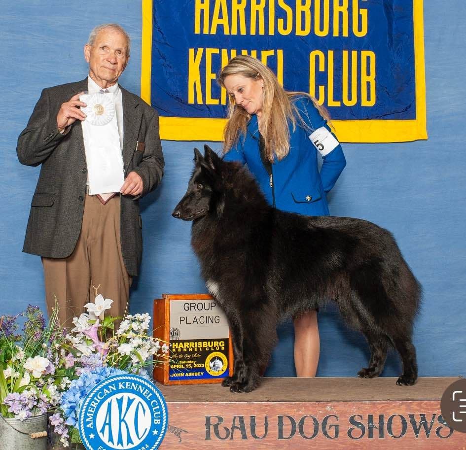 Belgian Sheepdog Puppies breeder image 6