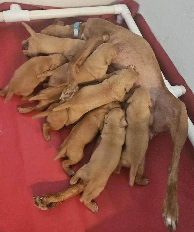 Vizsla Puppies media 2
