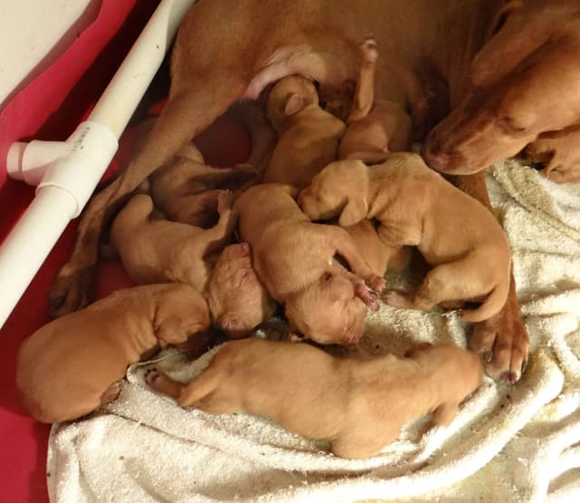 Vizsla Puppies media 3