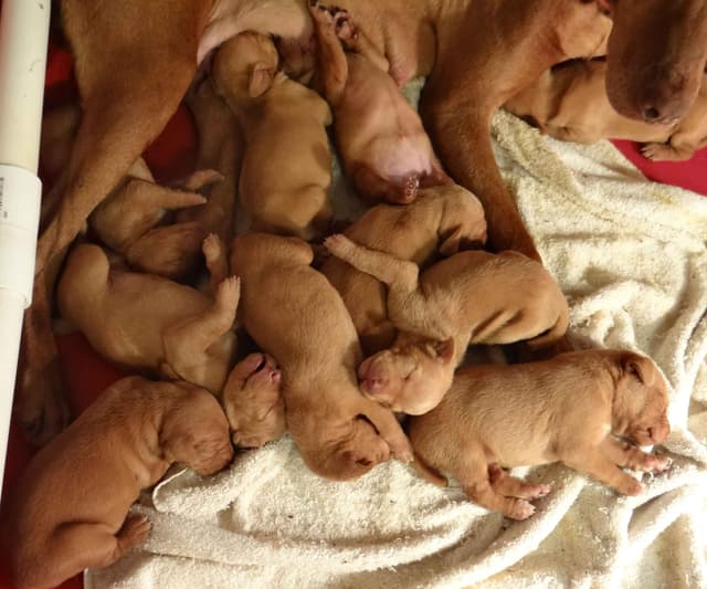 Vizsla Puppies media 4