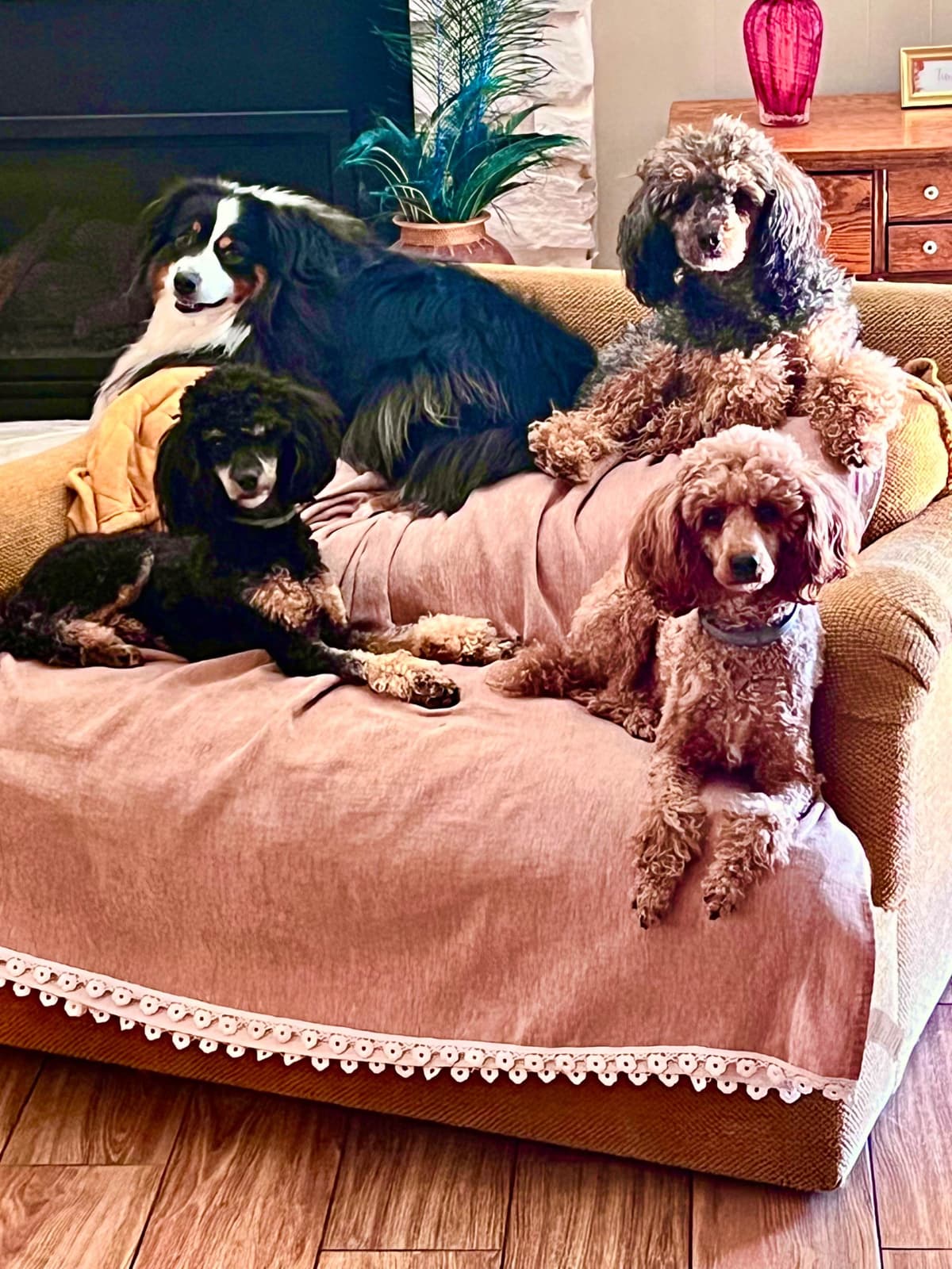 Poodle Puppies Miniature breeder image 1