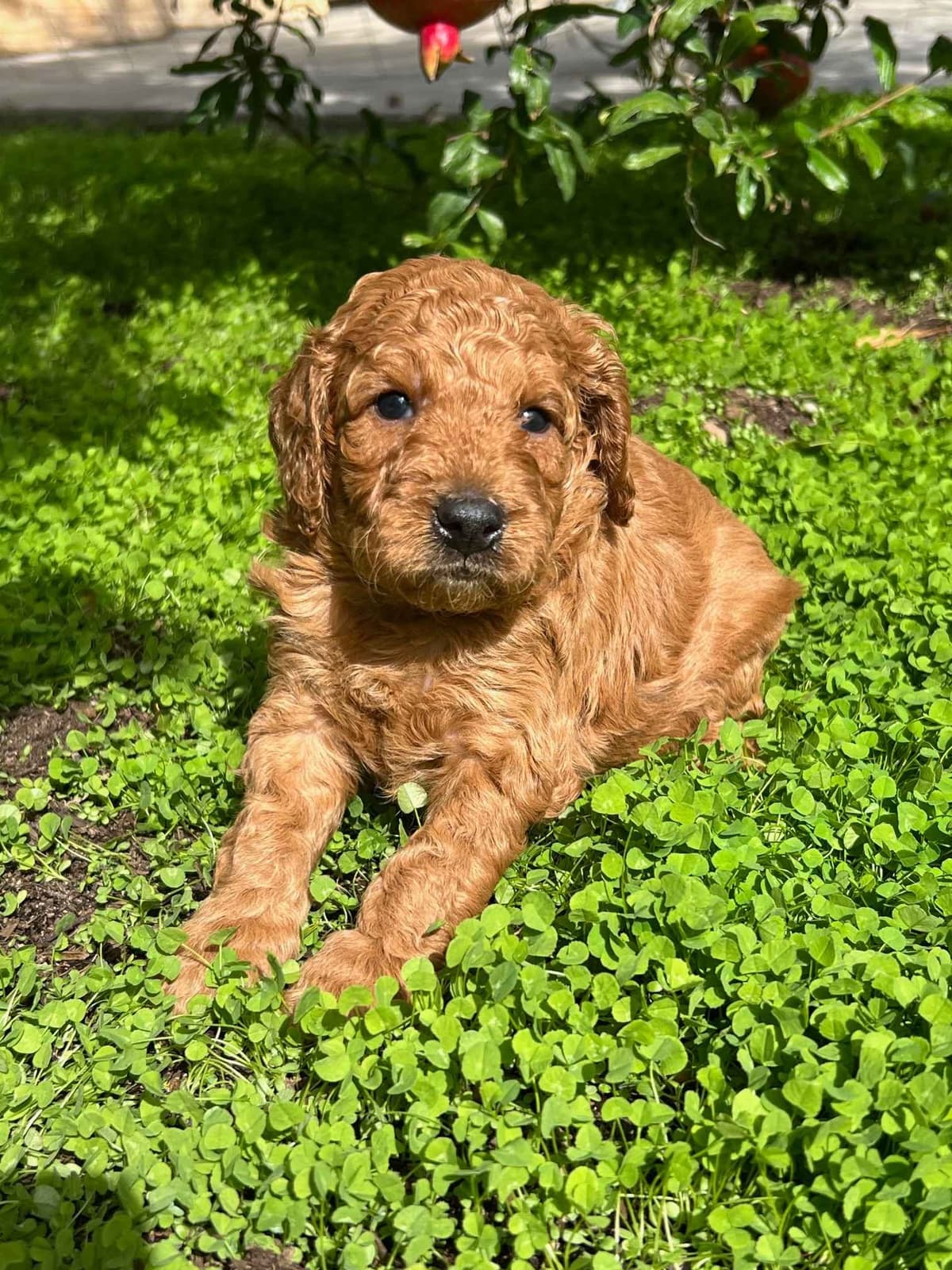 Poodle Puppies Miniature breeder image 3
