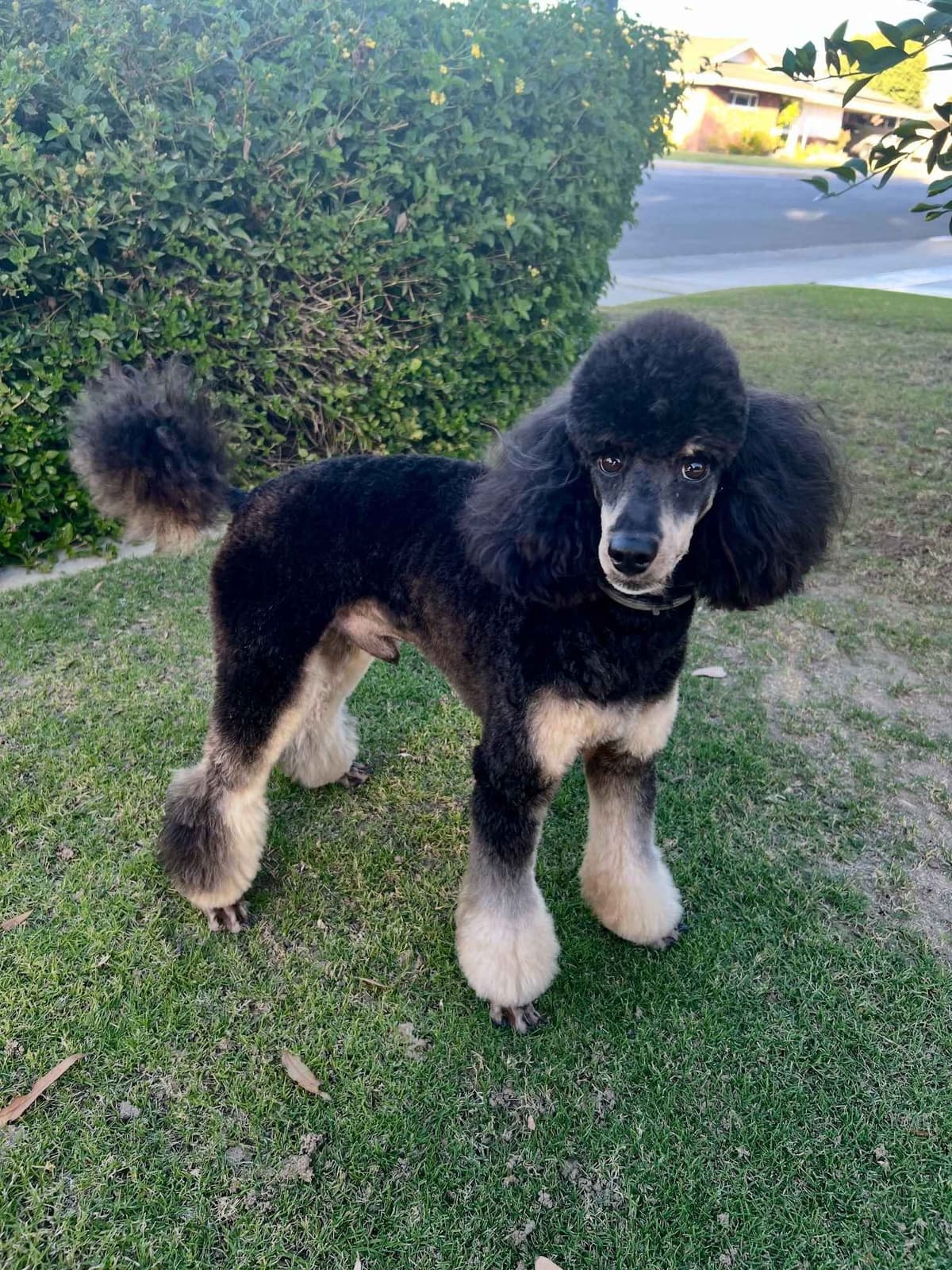 Poodle Puppies Miniature breeder image 4