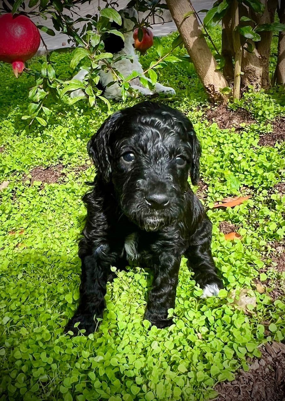 Poodle Puppies Miniature breeder image 5
