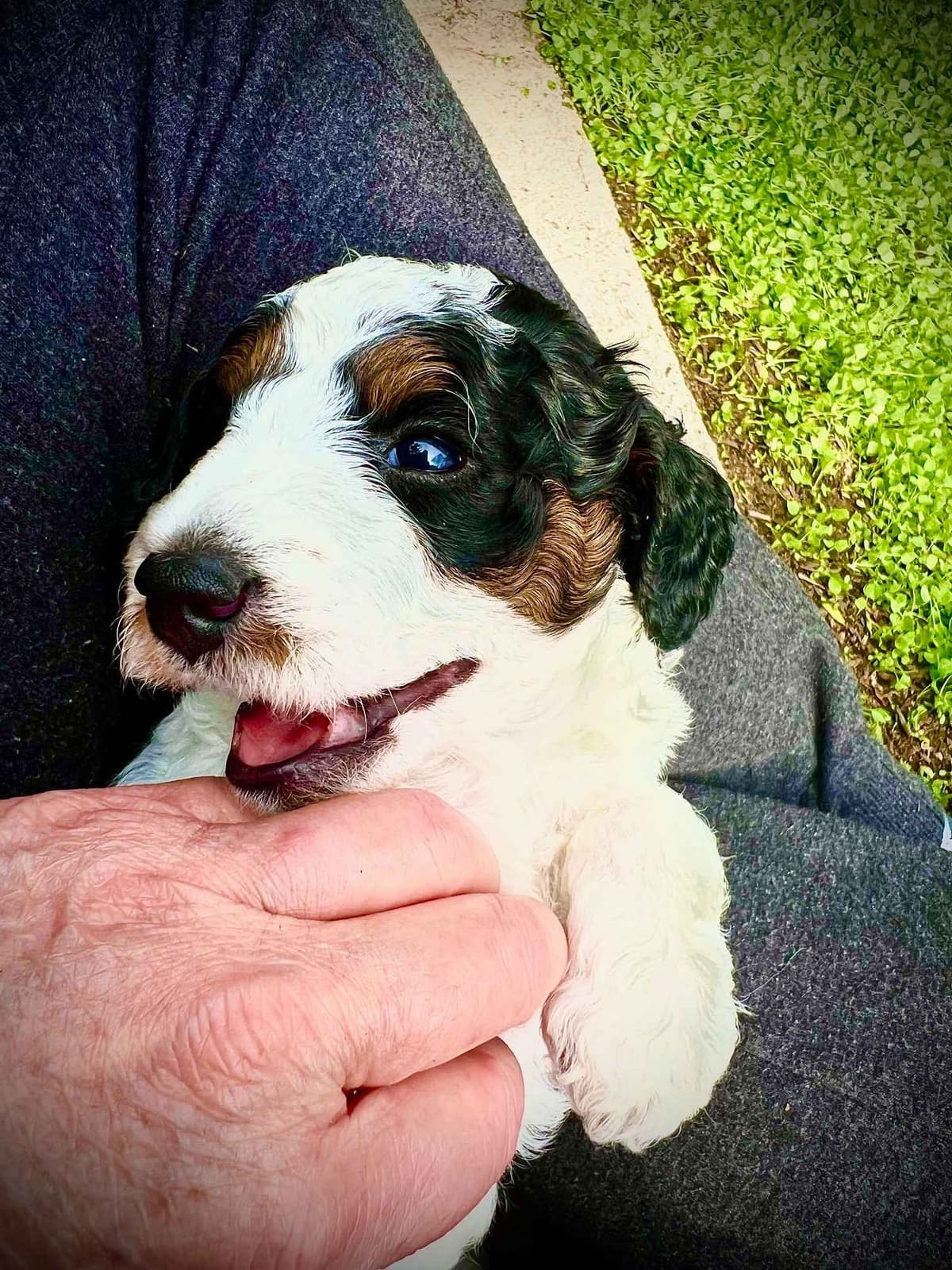 Poodle Puppies Miniature breeder image 6
