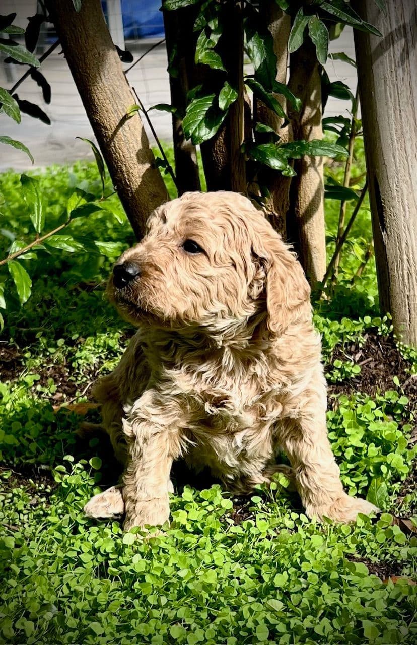 Poodle Puppies Miniature breeder image 7
