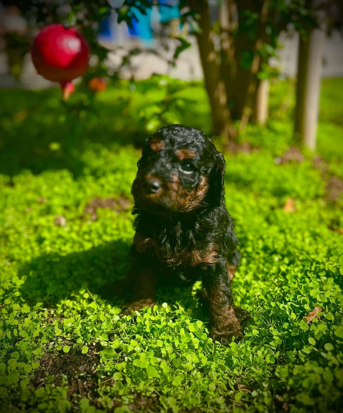 Poodle Puppies Miniature breeder image 8