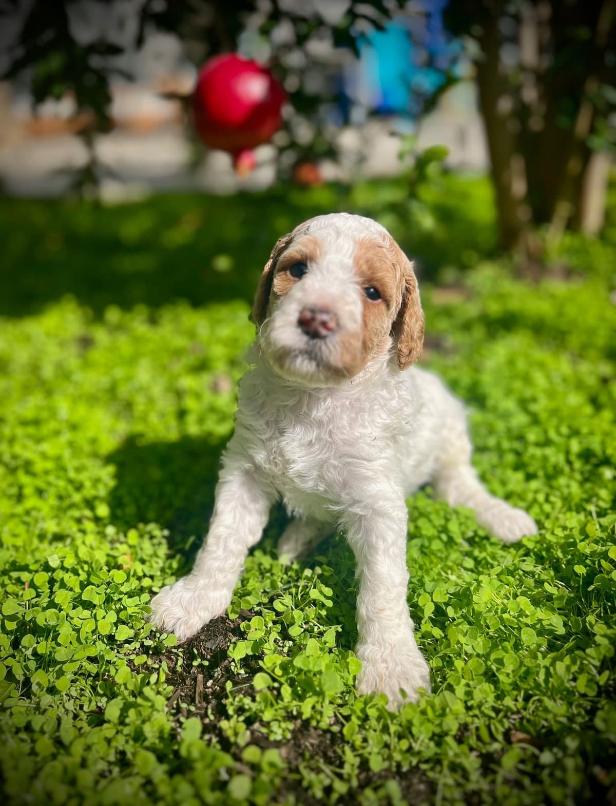 Poodle Puppies Miniature breeder image 9