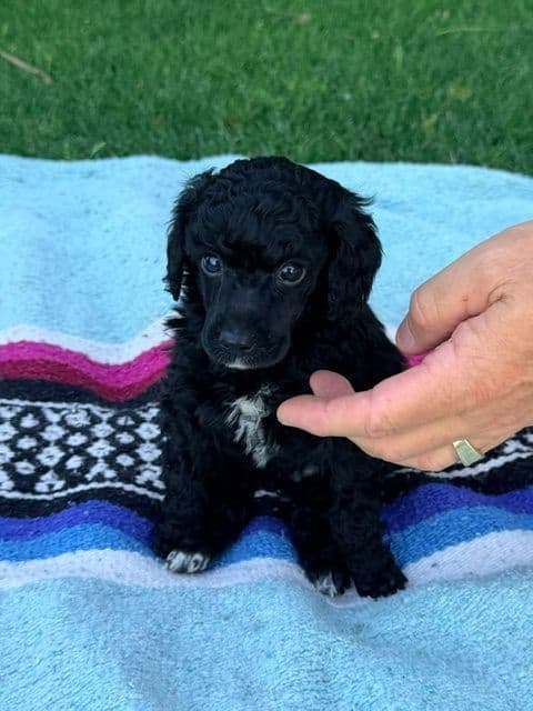 Poodle Puppies Miniature media 2