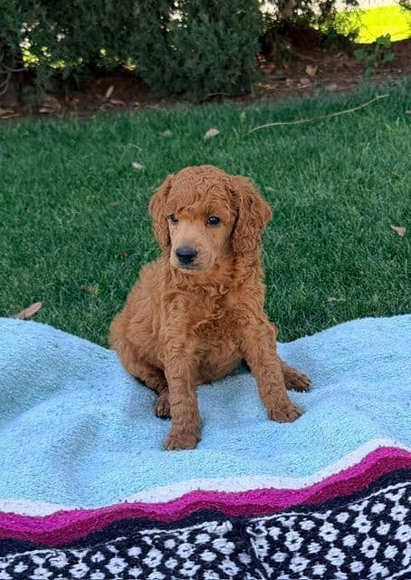 Poodle Puppies Miniature media 3