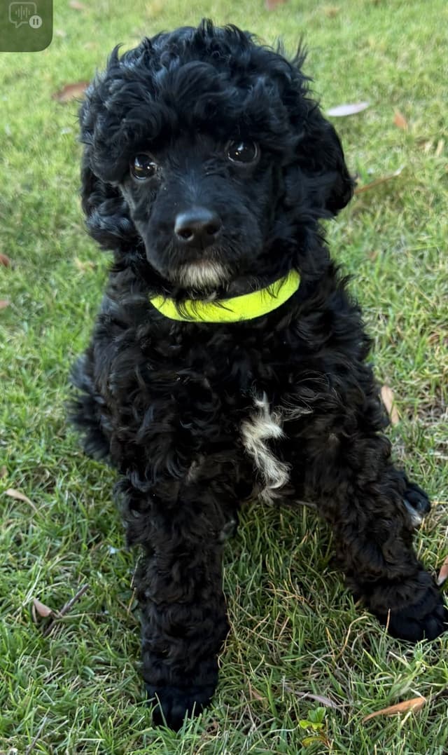 Poodle Puppies Miniature media 5