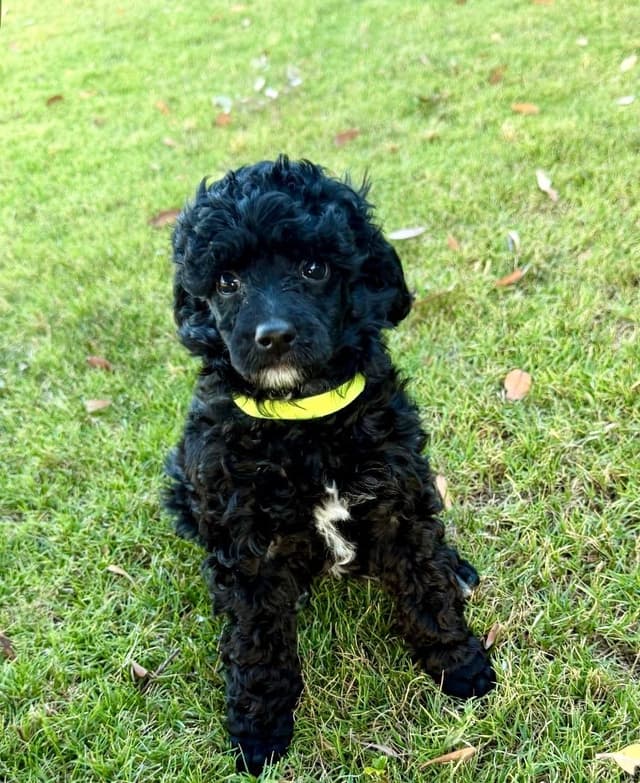 Poodle Puppies Miniature media 6