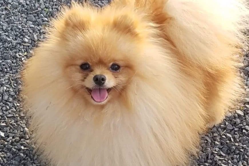Pomeranian Puppies breeder image 1