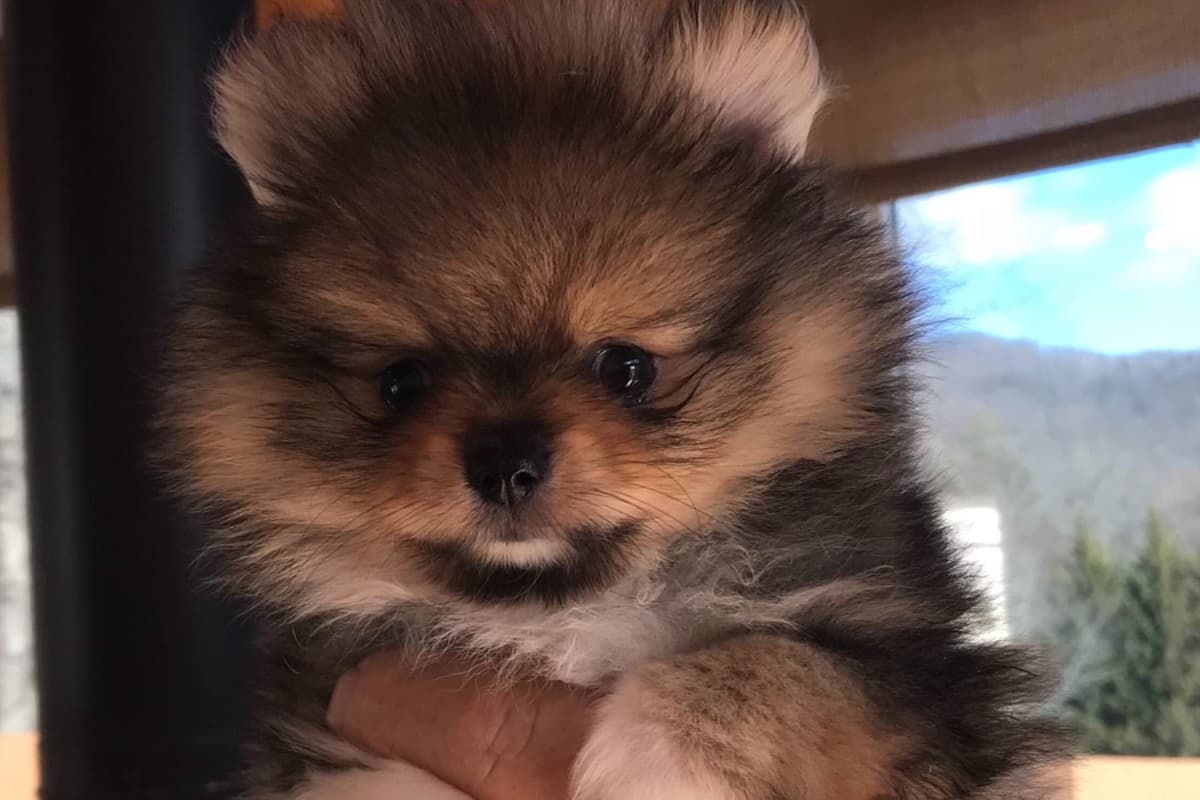 Pomeranian Puppies breeder image 6